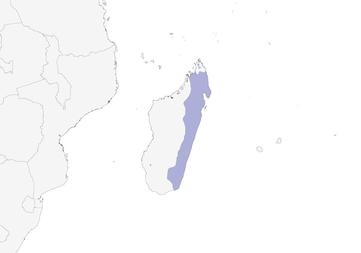 Tetraka dagli occhiali, Distribuzione 1