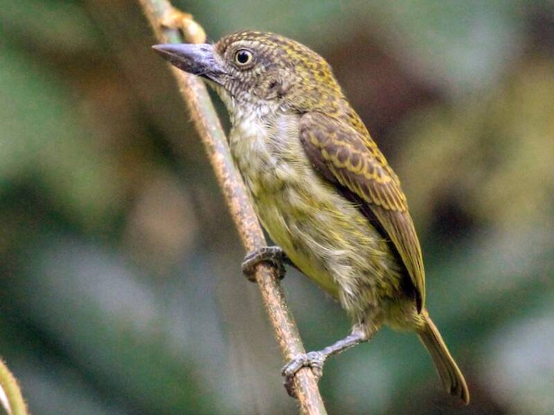 Speckled Tinkerbird, Photos 4