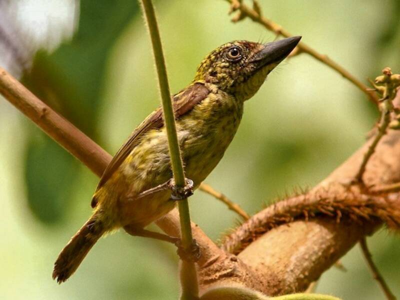 Speckled Tinkerbird