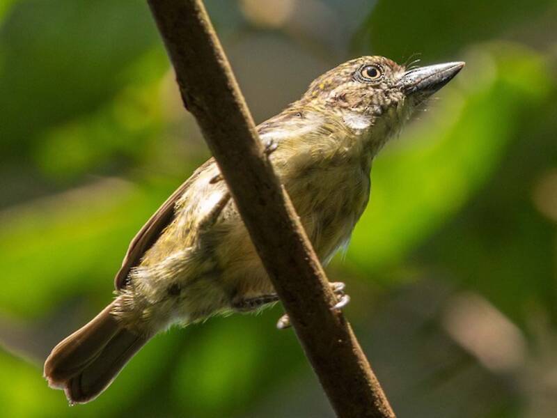Speckled Tinkerbird, Photos 2