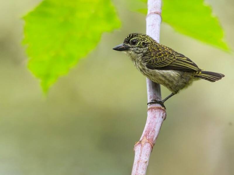 Speckled Tinkerbird, Photos 3
