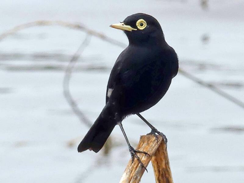 Spectacled Tyrant, Photos 3