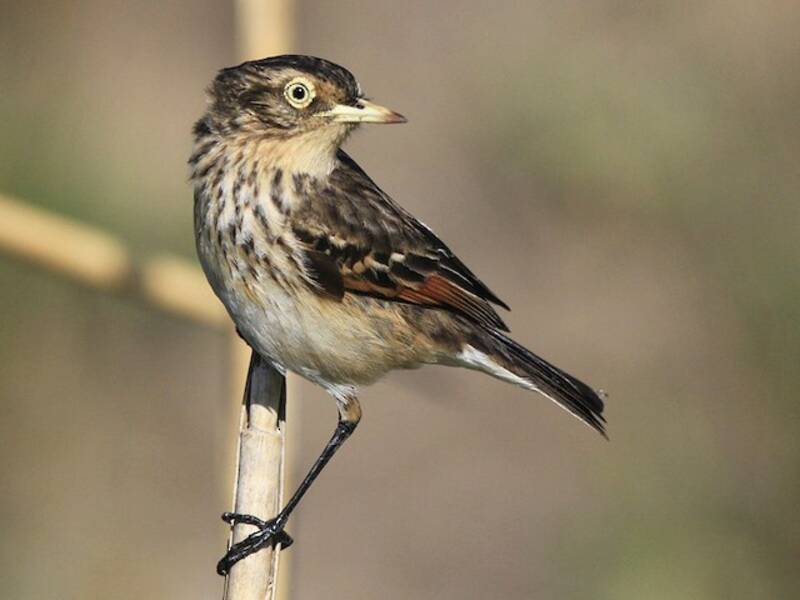 Spectacled Tyrant, Photos 2
