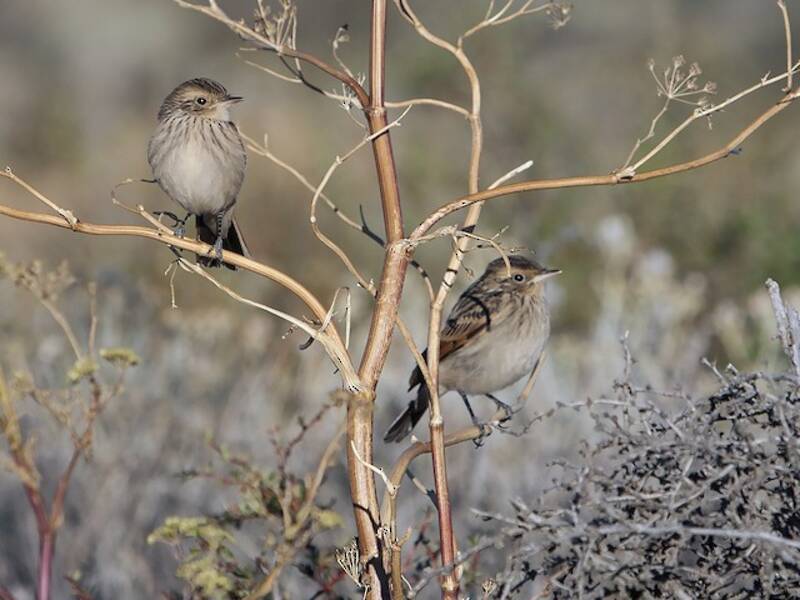 Spectacled Tyrant, Photos 4