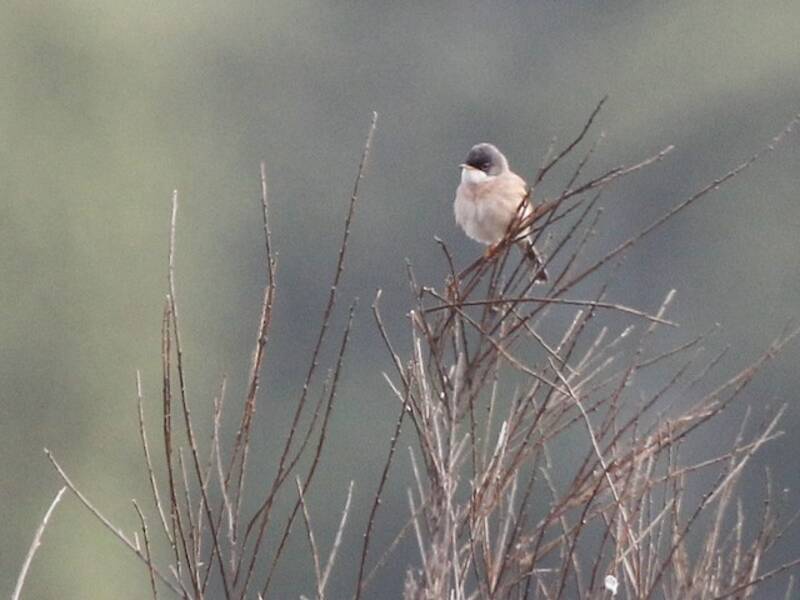 Curruca Tomillera