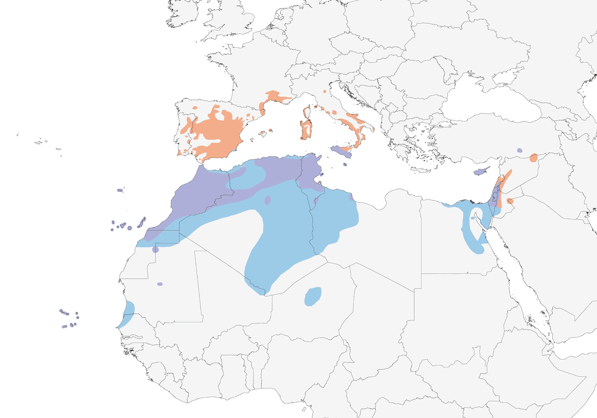 Curruca Tomillera, Distribución 1