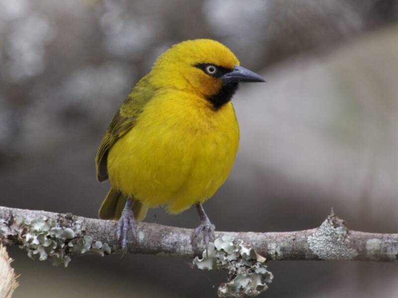 Spectacled Weaver, 照片 2
