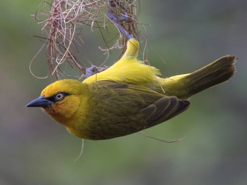 Spectacled Weaver, 照片 3