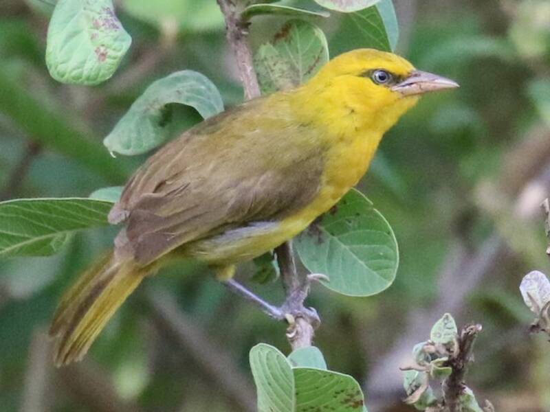 Spectacled Weaver, 照片 4