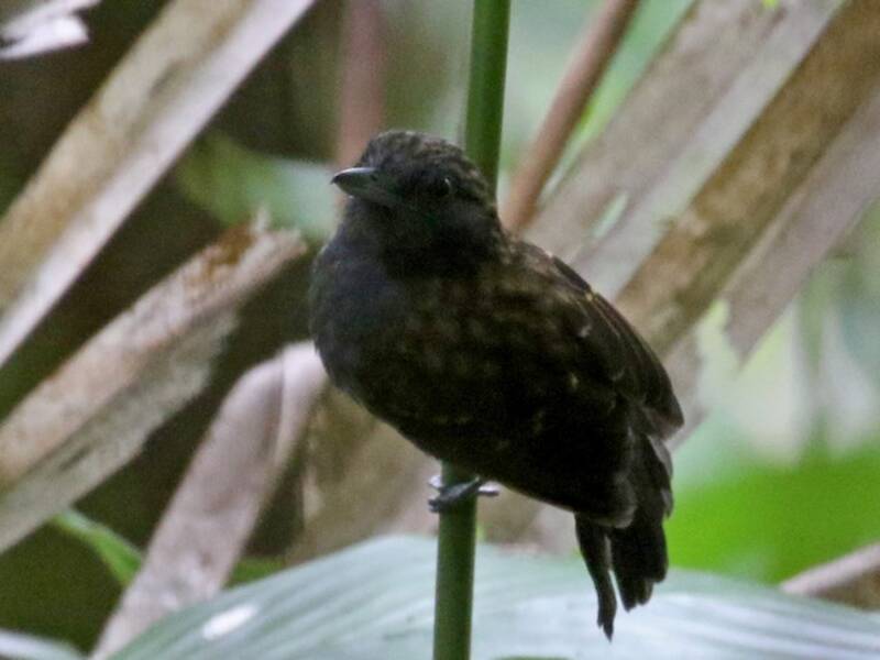 Spiny-faced Antshrike