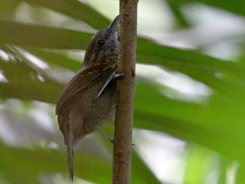 Batara hirsute, Photos 2