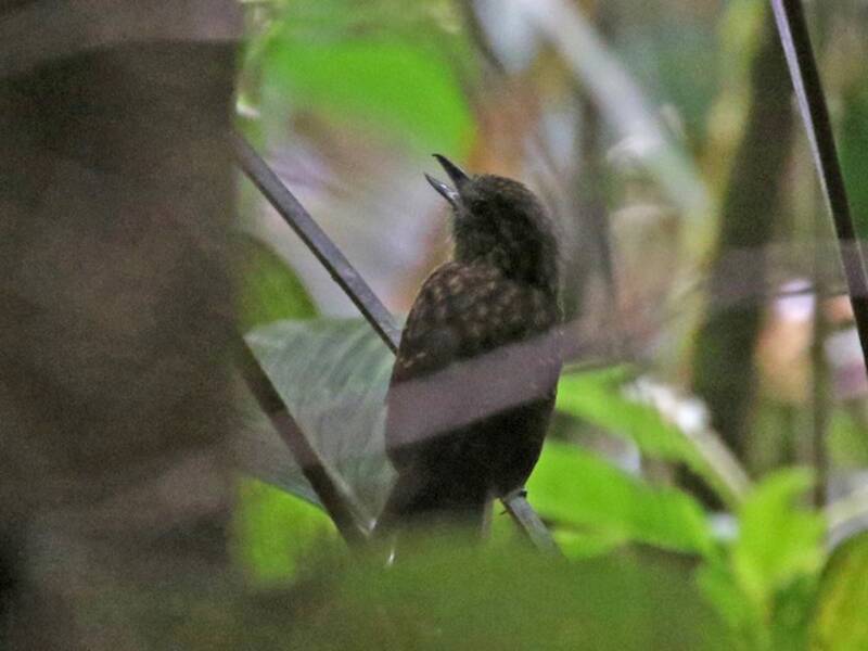 Batara hirsute, Photos 4