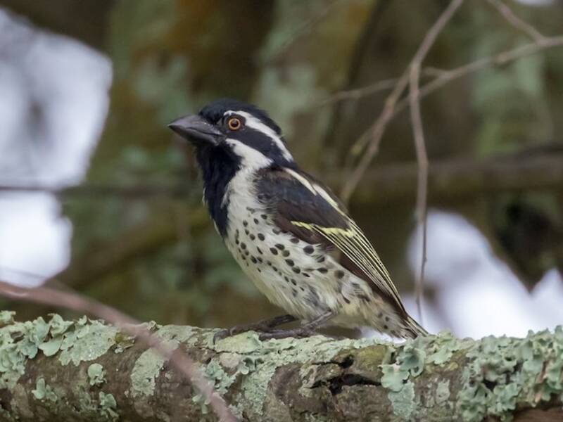 Fleckenflanken-Bartvogel, Fotos 3