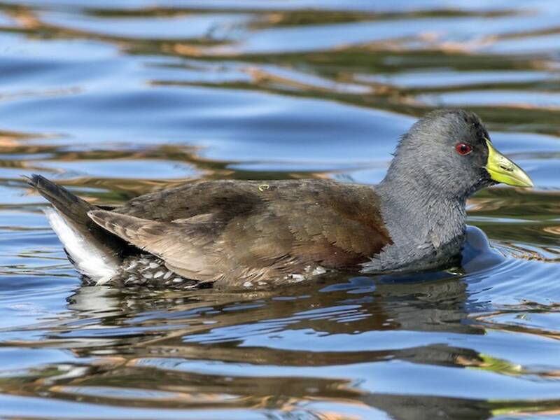 Spot-flanked Gallinule