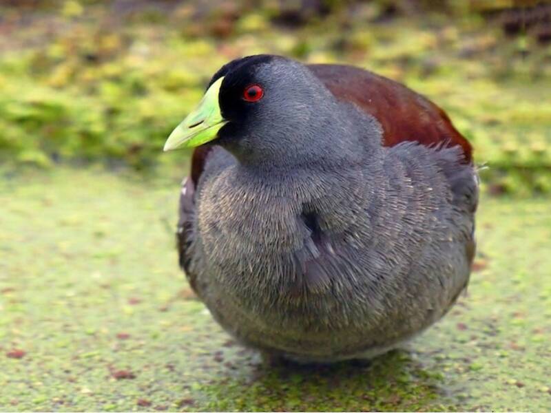 Spot-flanked Gallinule, 照片 2
