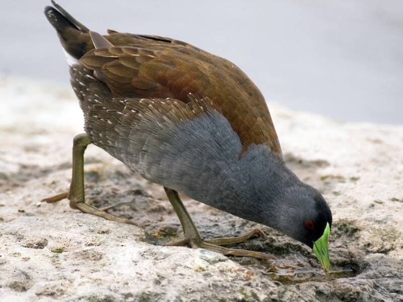 Spot-flanked Gallinule, 照片 4