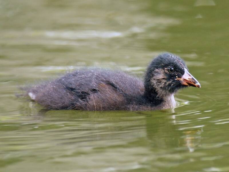 Spot-flanked Gallinule, 照片 3