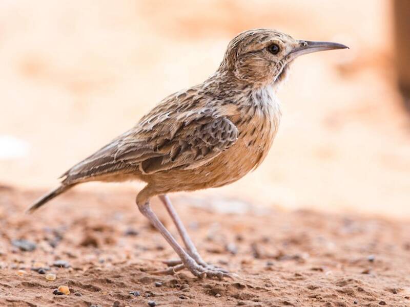 Spike-heeled Lark, Photos 3