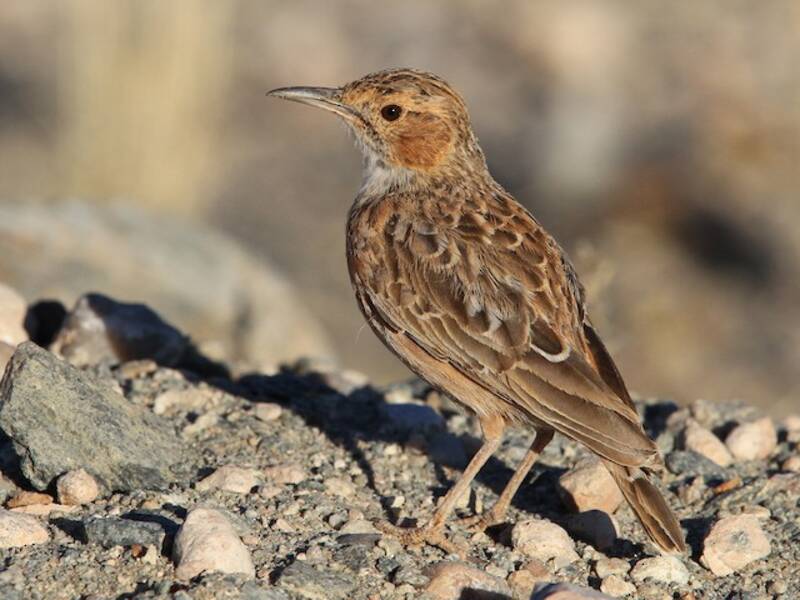 Spike-heeled Lark, Photos 2