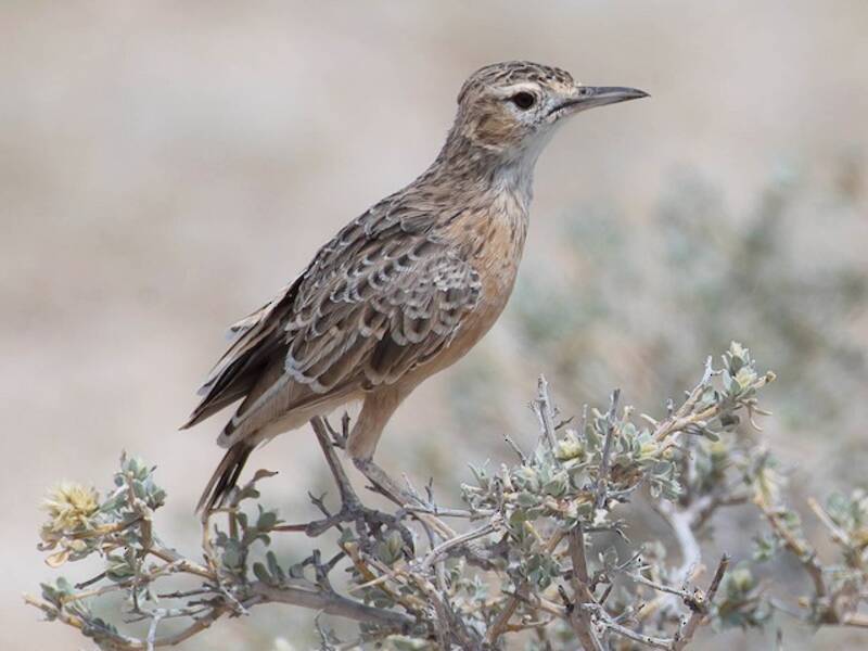 Spike-heeled Lark, Photos 1
