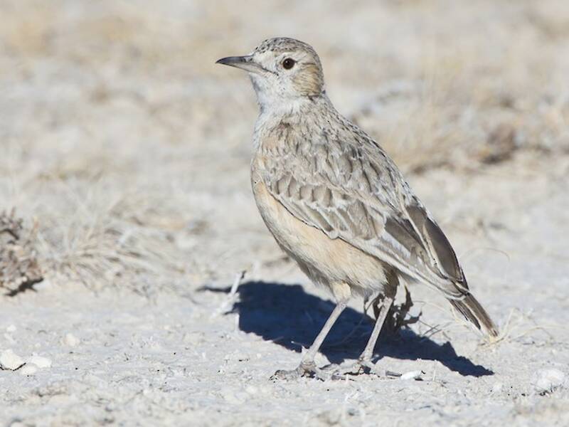 Spike-heeled Lark, Photos 4