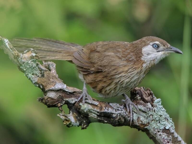 Garrulo spinoso, Foto 4