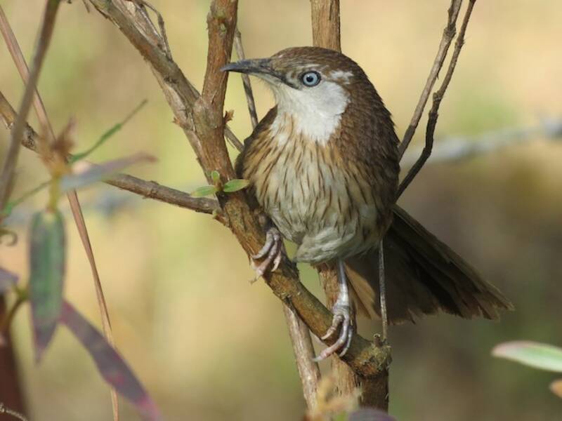 Garrulo spinoso, Foto 2