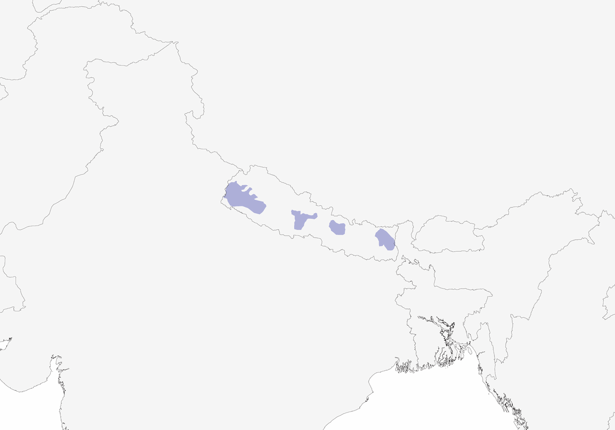 Garrulo spinoso, Distribuzione 1