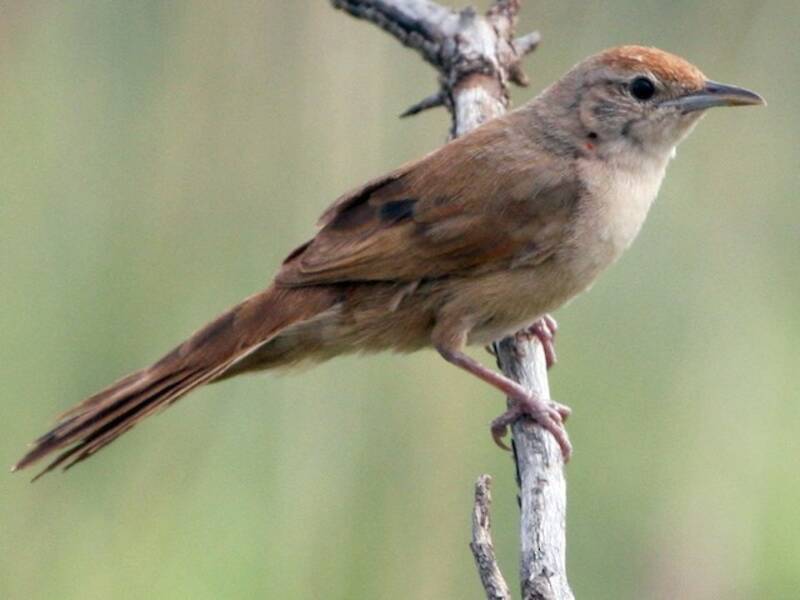 Spinifexbird, 照片 4