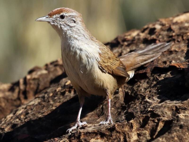 Spinifexbird, 照片 3