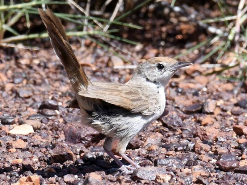 Spinifexbird, 照片 2