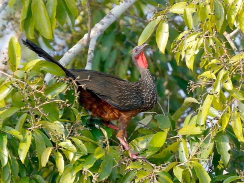 Guan di Spix, Foto 3