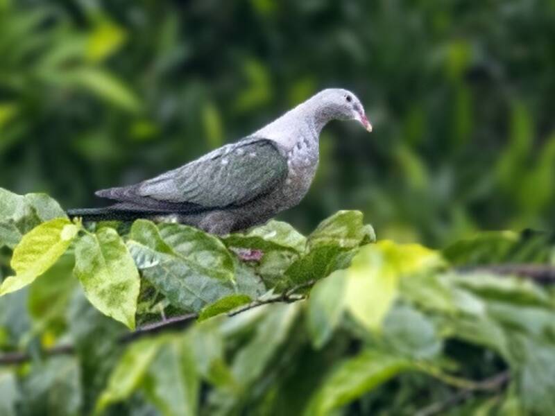 Dúcula Manchada, Fotos 4