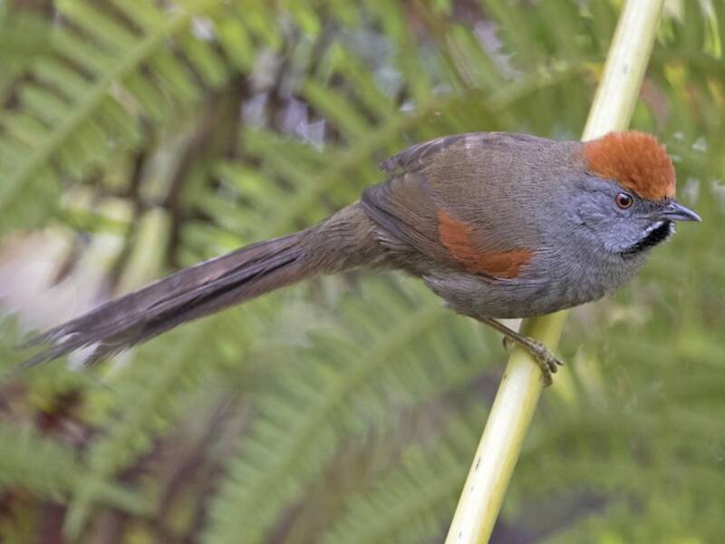Pijuí de Spix, Fotos 3