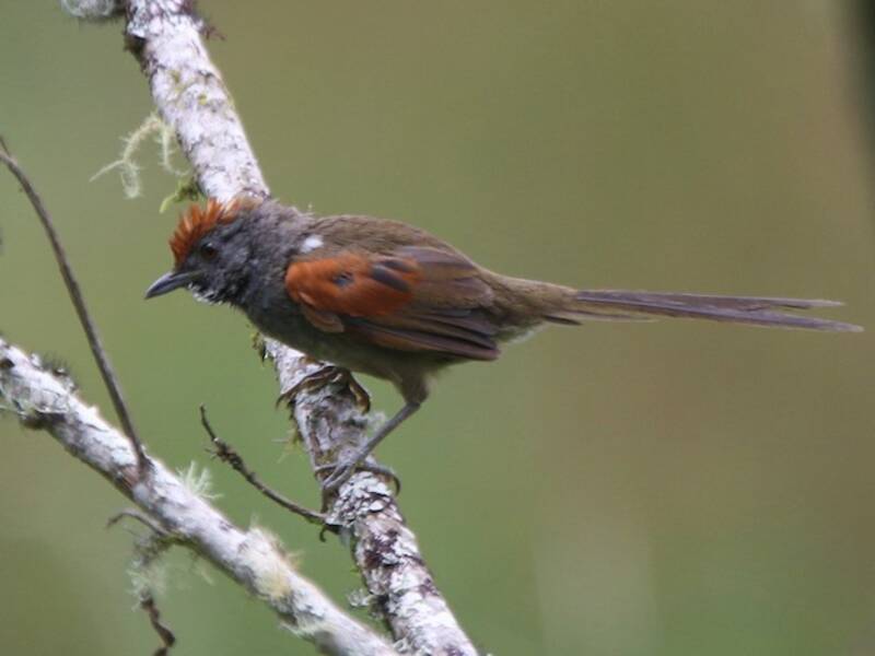 Pijuí de Spix, Fotos 2