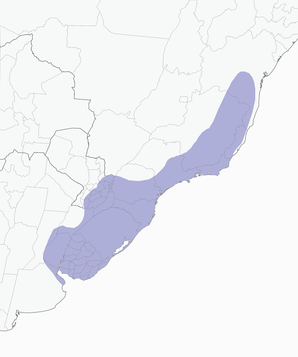 Pijuí de Spix, Distribución 1