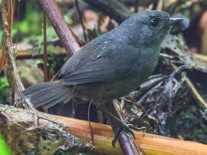 Spillmann's Tapaculo, 照片 2