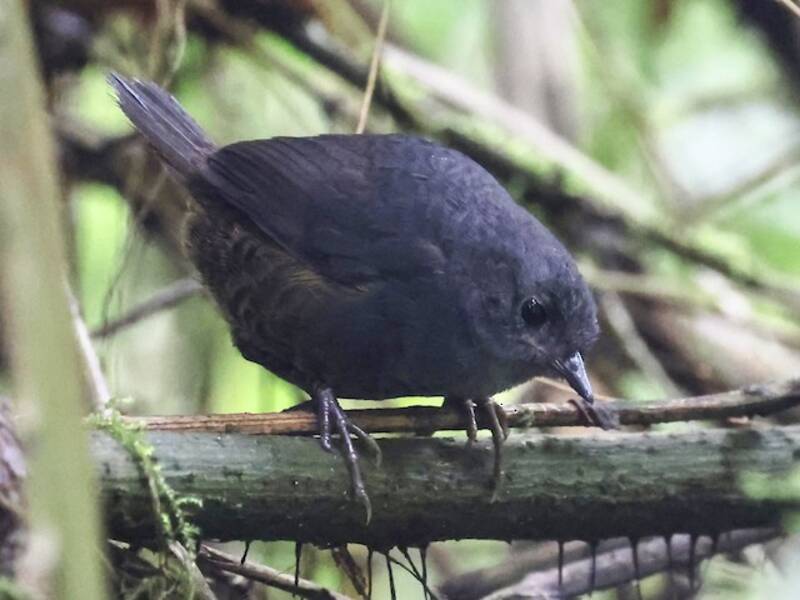 Spillmann's Tapaculo, 照片 4