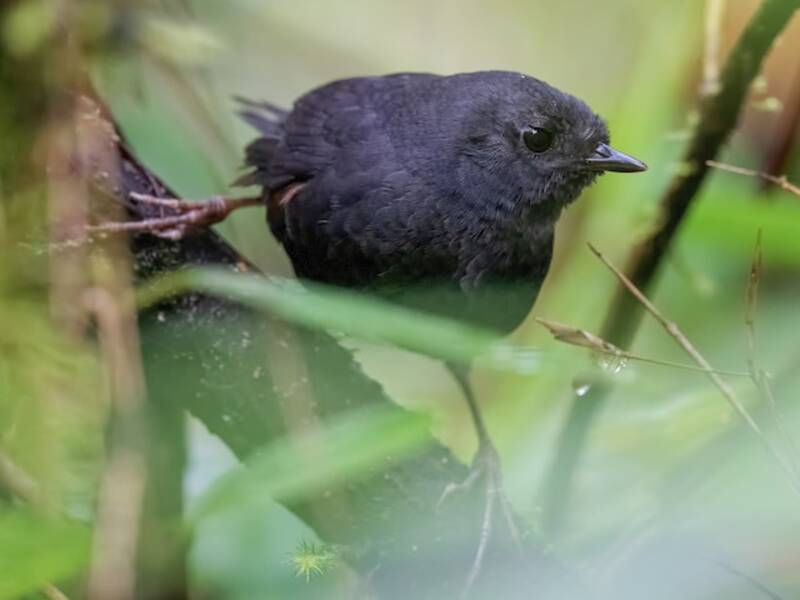 Spillmann's Tapaculo, 照片 3