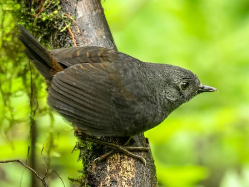 Spillmann's Tapaculo