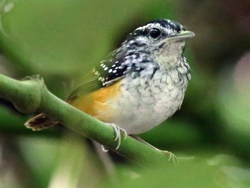 Spix's Warbling-Antbird, 照片 4