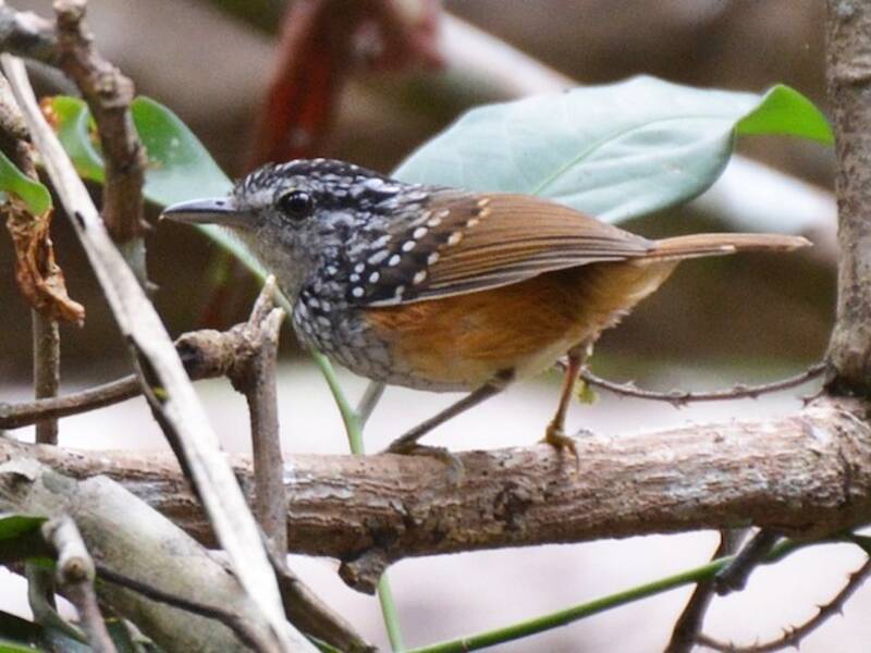 Spix's Warbling-Antbird