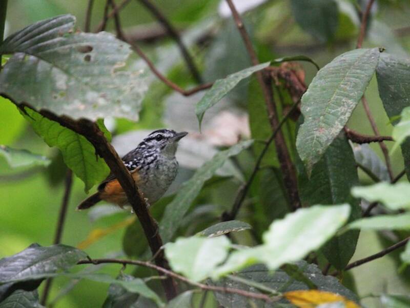 Spix's Warbling-Antbird, 照片 3