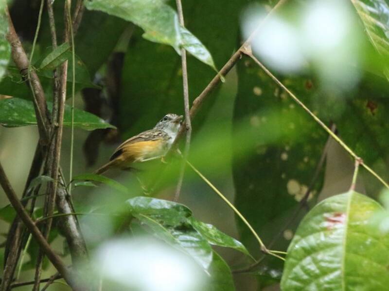 Spix's Warbling-Antbird, 照片 2