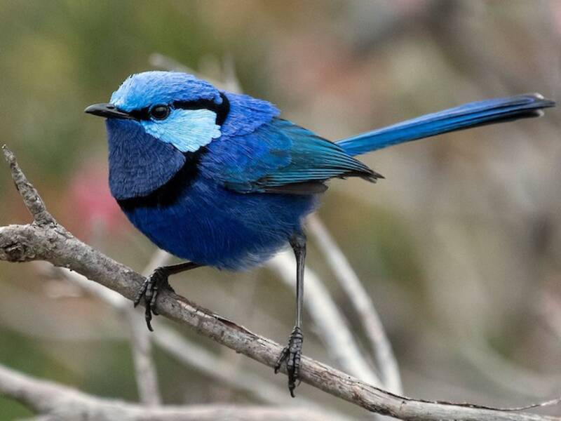Splendid Fairywren (Malurus splendens)
