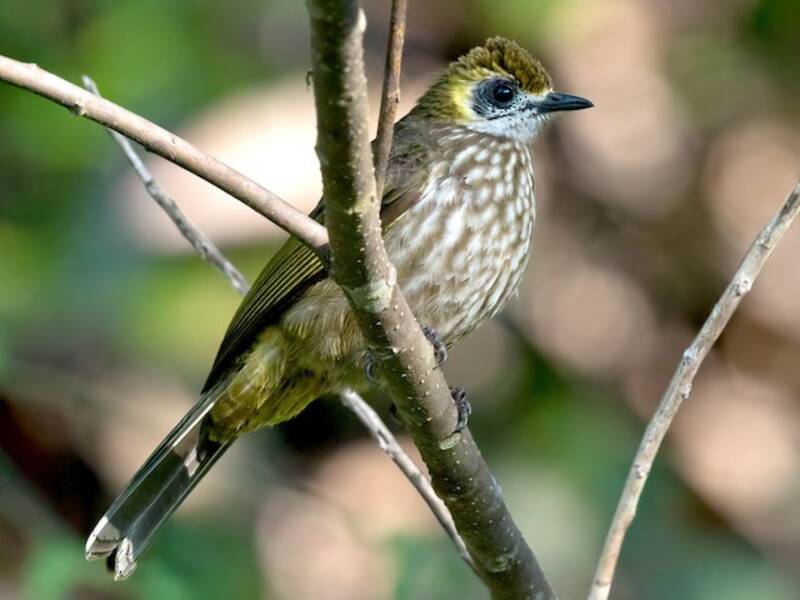 Bulbul collo macchiato
