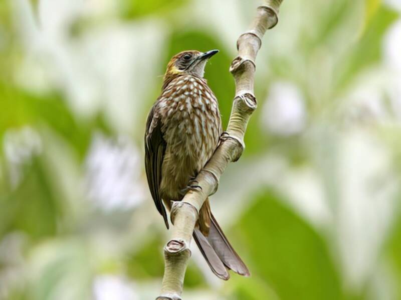 Spot-necked Bulbul, Photos 2