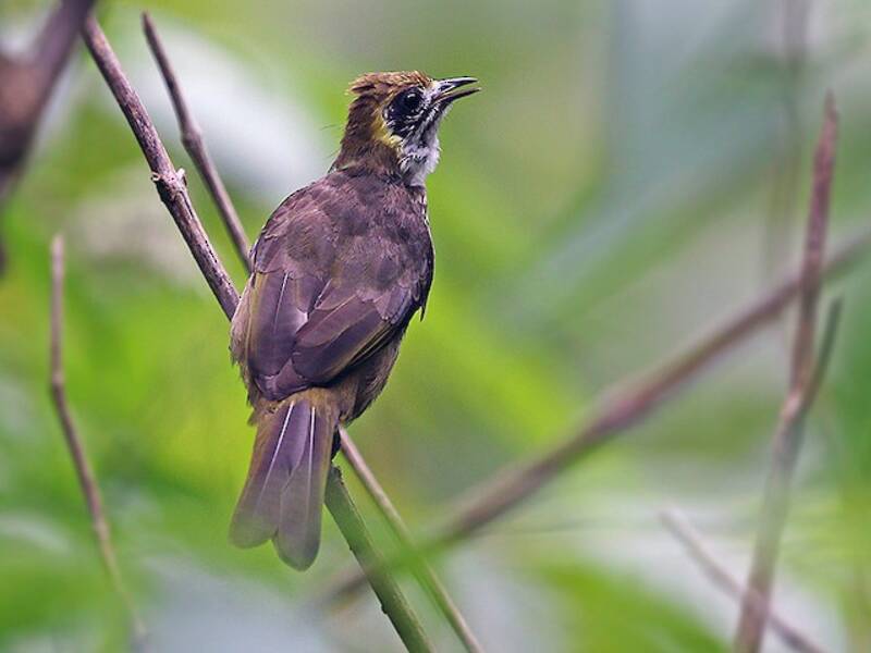 Spot-necked Bulbul, Photos 3