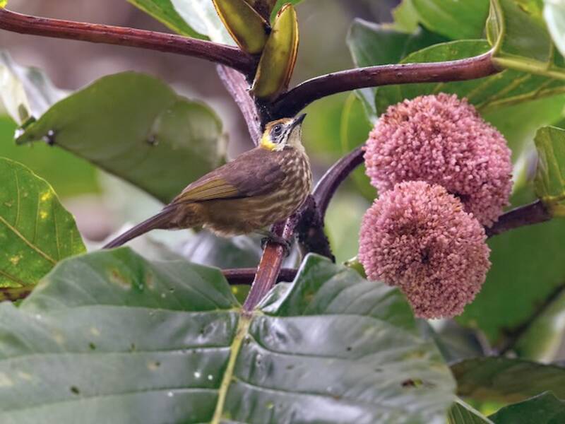 Spot-necked Bulbul, Photos 4