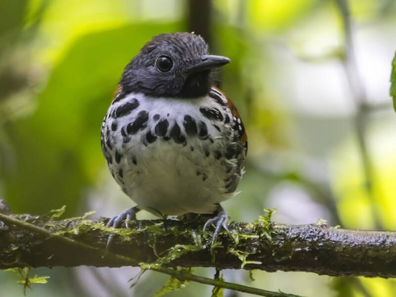 Flecken-Ameisenvogel, Fotos 2